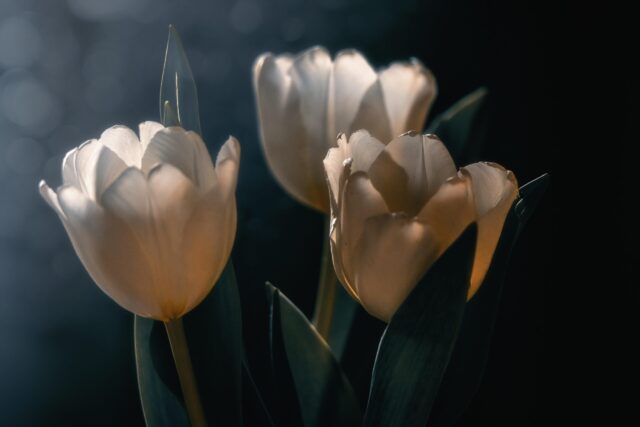 HSPの人が楽に生きるための完全ガイド